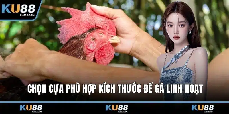 Đá Gà Cựa Dao – Trải Nghiệm Màn Đối Kháng Mãn Nhãn 2 Chọn cựa phù hợp kích thước để gà linh hoạt