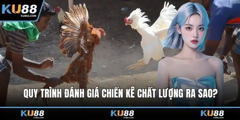Đá Gà KU88 – Cuộc Đọ Sức Kịch Tính Giữa Những Chiến Kê 4 Quy trình đánh giá chiến kê chất lượng ra sao?