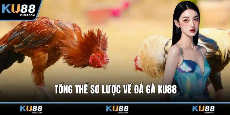 Đá Gà KU88 – Cuộc Đọ Sức Kịch Tính Giữa Những Chiến Kê 1 Tổng thể sơ lược về đá gà KU88