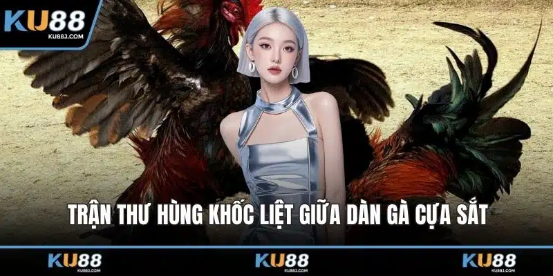 Đá Gà KU88 – Cuộc Đọ Sức Kịch Tính Giữa Những Chiến Kê 2 Trận thư hùng khốc liệt giữa dàn gà cựa sắt