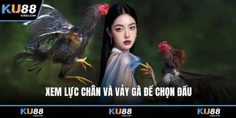 Đá Gà Tre – Thông Tin Và Kinh Nghiệm Chọn Chiến Kê 2 Xem lực chân và vảy gà để chọn đấu
